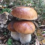 Chozos De La Brana * Brañosera