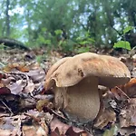 Chozos De La Brana Alpesi faház