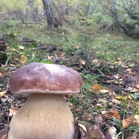 샬레 Chozos De La Brana