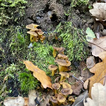 Chozos De La Brana 샬레