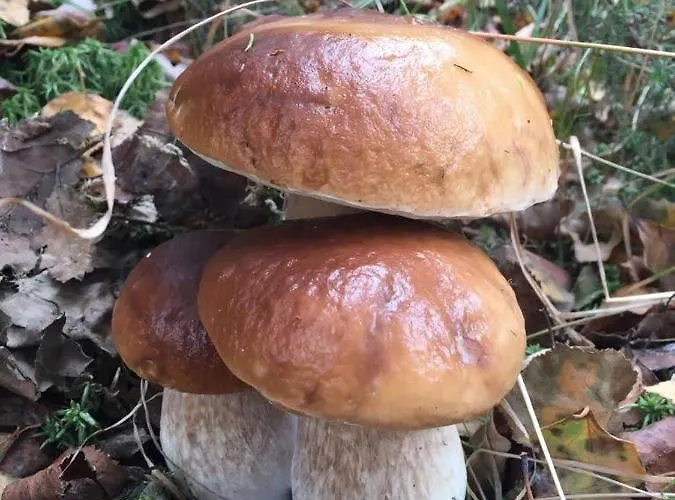 Chozos De La Brana * Branosera