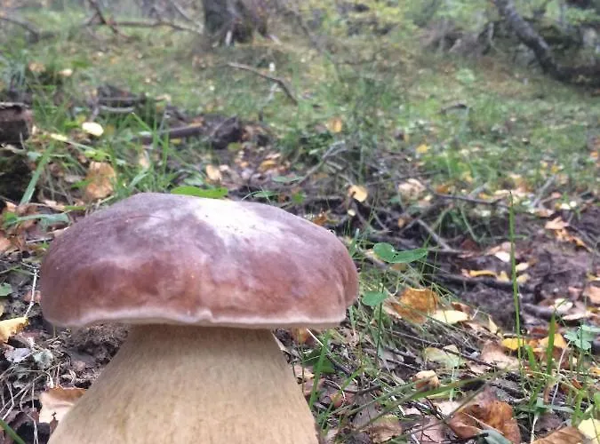 Chalet Chozos De La Brana