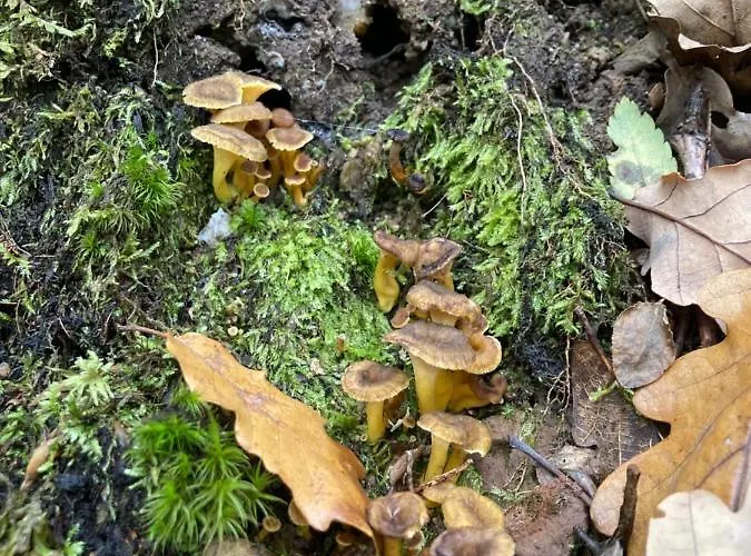 Chozos De La Brana 샬레