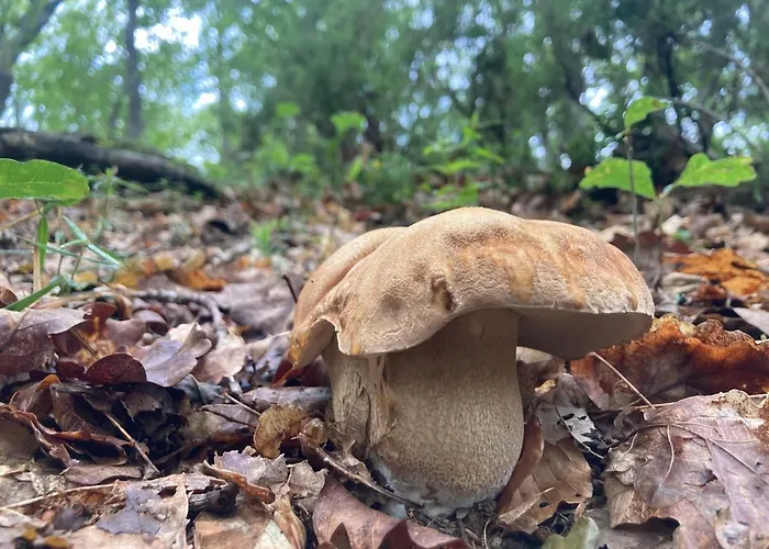 Chozos De La Braña Chalet