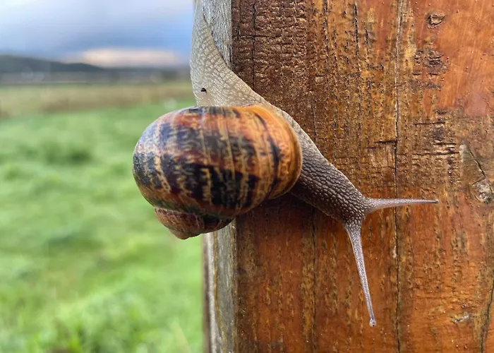 샬레 Chozos De La Brana *