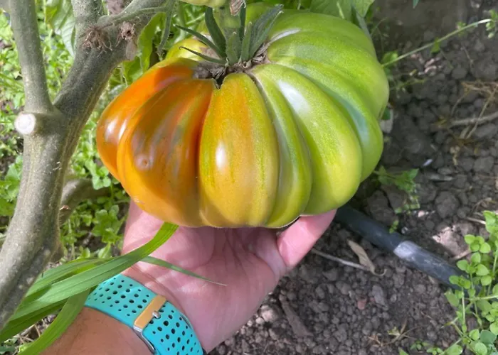 Chozos De La Braña *