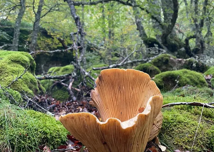 Chozos De La Braña * Branosera